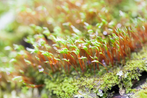 Abstract, colorful composition with blurred moss flowers in spring — Stock Photo, Image