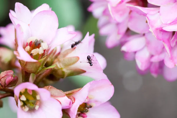 仙人掌 (象耳朵)-植物与美丽的粉红色花 — 图库照片