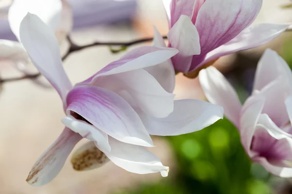 Magnolia - vackra blommor med Detaljer — Stockfoto