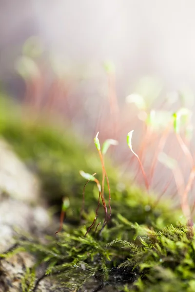 春にぼやけている苔の花で抽象的なカラフルな組成 — ストック写真