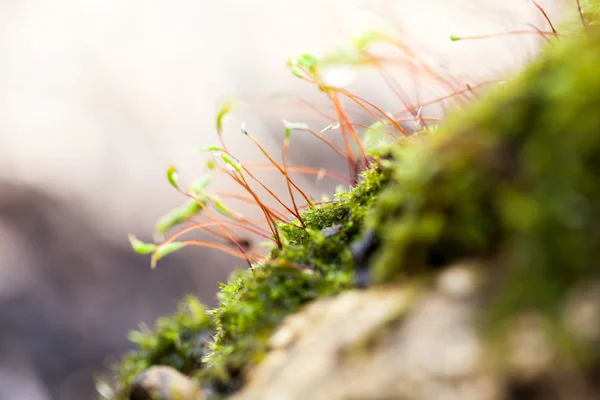 Abstract, colorful composition with blurred moss flowers in spring — Stock Photo, Image