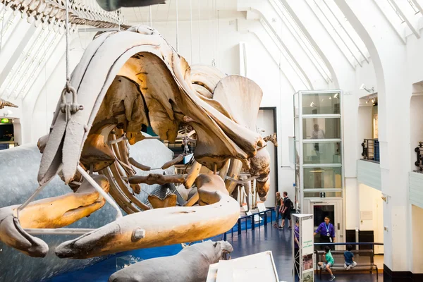 723. 07. 07 2015 ЛОНДОН, Великобритания, Музей естественной истории - скелеты китов — стоковое фото