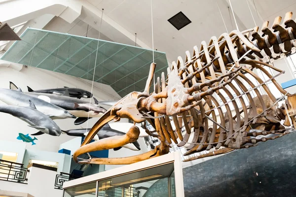 23. 07. 2015 Londra, İngiltere, Doğal Tarih Müzesi - iskeletler balina