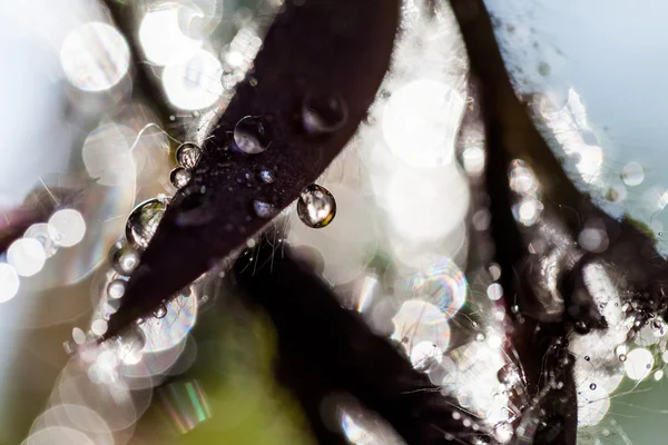 Composition with leaves with water drops — Stock Photo, Image