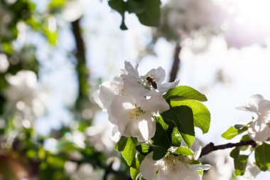 elma ağacı dalları üzerinde çiçeklenme ilkbahar 