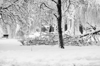 Peyzaj Park kar yağışı 