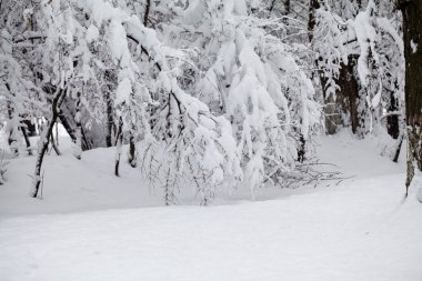Peyzaj Park kar yağışı 