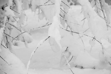 Kar yağarken dallarda kar 