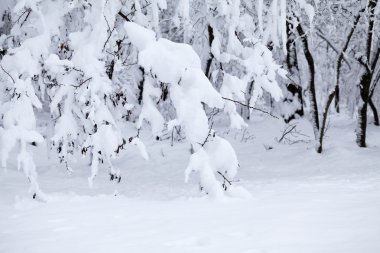 Peyzaj Park kar yağışı 