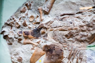 Londra, İngiltere - 27 Temmuz 2015: Doğal Tarih museumm - Ayrıntılar