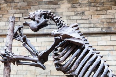 Londra, İngiltere - 27 Temmuz 2015: Doğal Tarih museumm - Ayrıntılar