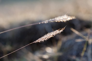 Soyut, siyah ve beyaz kompozisyon kulakları ile