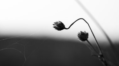 Soyut, siyah ve beyaz kompozisyon kulakları ile