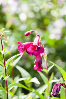 Penstemon (Bayan Alice Hindley) - güzel çiçekler Kew Gardens, Londra