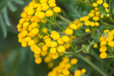Vahşi, sarı çiçekler ve tomurcukları çok doğal arka plan
