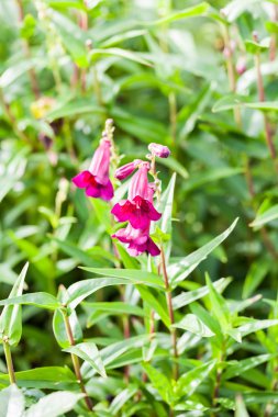 Penstemon (Bayan Alice Hindley) - güzel çiçekler Kew Gardens, Londra