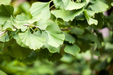 Gingko biloba - ağaç, yaprak ve Ayrıntılar