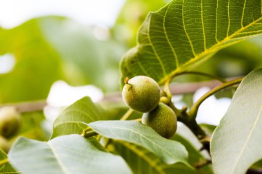 Yeşil, olgunlaşmamış ceviz doğal arka plan ile