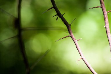 Doğal, renkli arka plan ile bokeh 