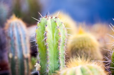 Küçük kaktüs bitkileri