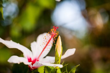 Güzel hibiscus çiçek detayları ile
