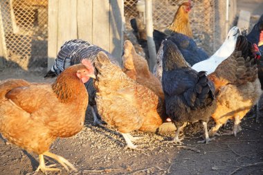 Tavuk ve horoz da arka bahçede