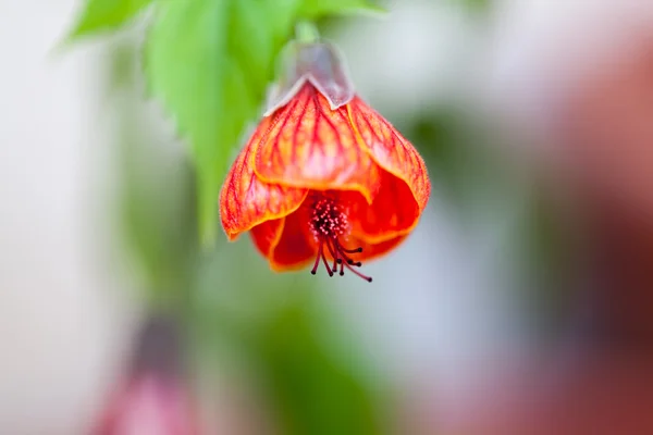 Bourgeon abutilon orange avec détails et mise au point douce — Photo