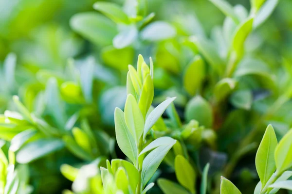 Buxus sempervirens krzew - dane makro z nieostrość — Zdjęcie stockowe