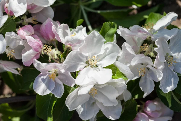 Na jaře kvetoucí na apple větví — Stock fotografie