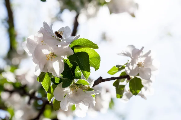 Весняне цвітіння на гілках яблуні — стокове фото