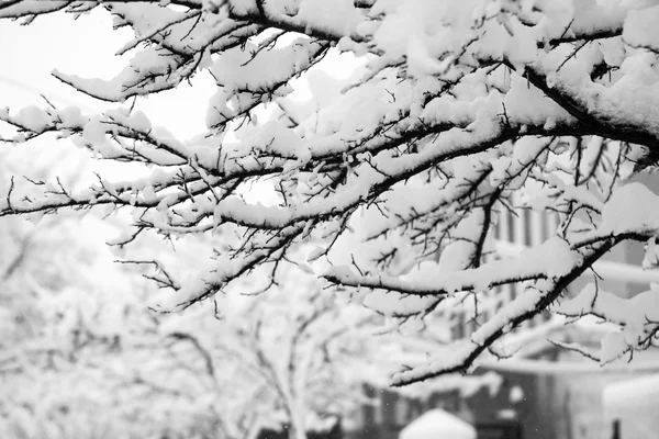 下雪在公园里的景观 — 图库照片
