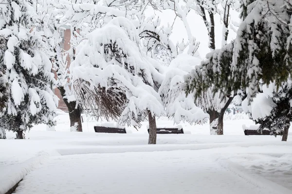 Nieva el paisaje en el parque — Foto de Stock