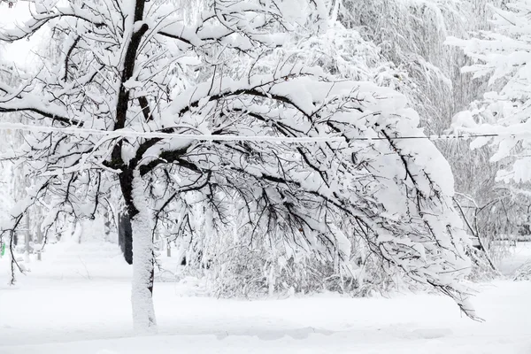 Nieva el paisaje en el parque — Foto de Stock