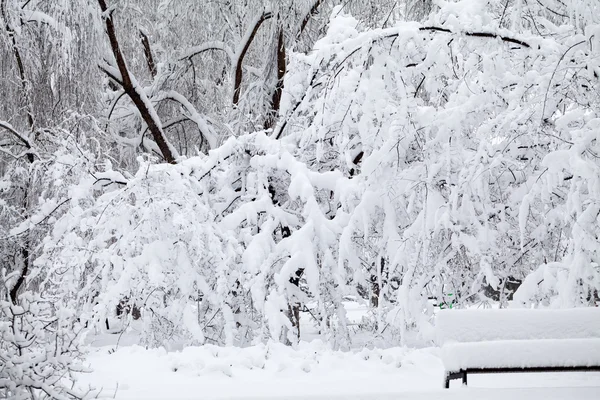 Snöar landskap i parken — Φωτογραφία Αρχείου