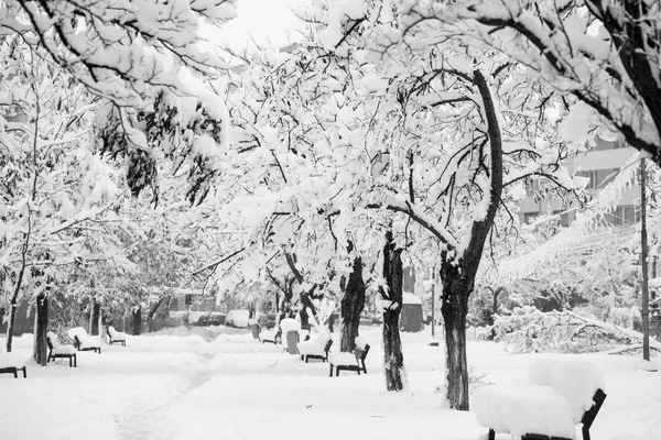 Snowing landscape in the park — Stock Photo, Image