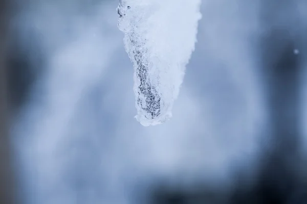 Neve nos ramos enquanto neva — Fotografia de Stock