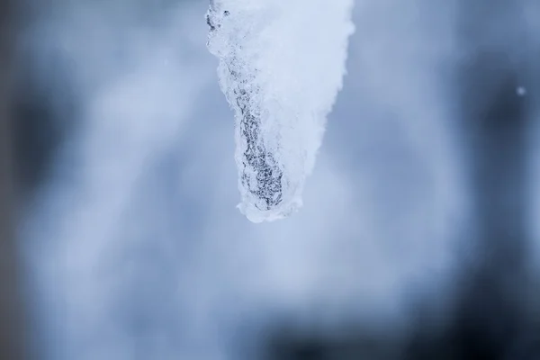 Snow on the branches while snowing — Stock Photo, Image