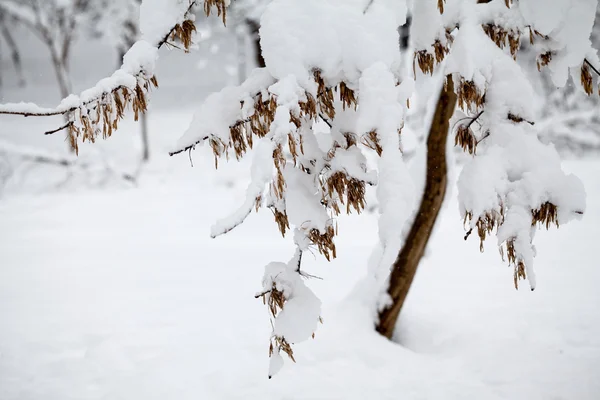 Snö på grenarna medan snön — Stockfoto