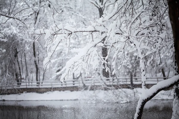 Paisagem nevando no parque — Fotografia de Stock