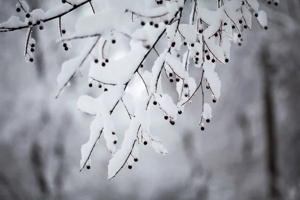 在公园里下雪。关于有冷冻浆果的树枝的详细信息 — 图库照片