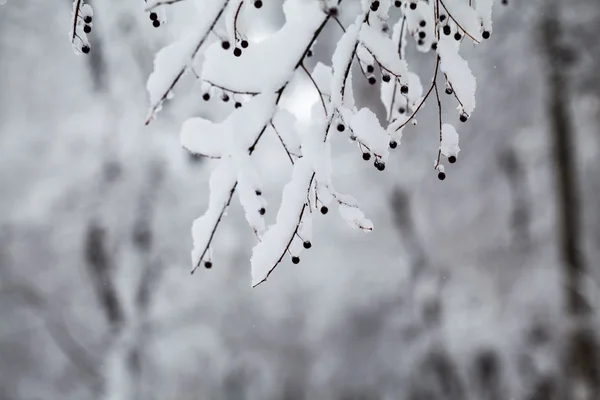 在公园里下雪。关于有冷冻浆果的树枝的详细信息 — 图库照片