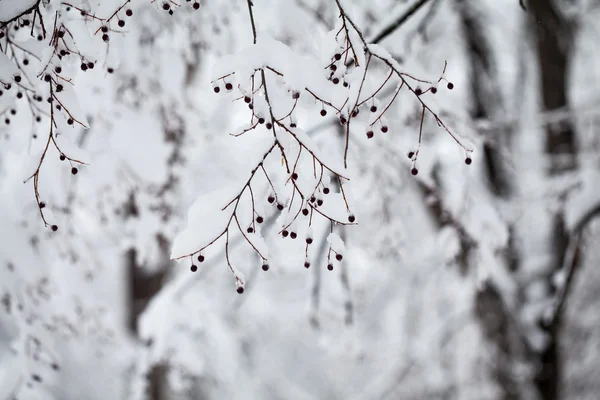 Snöar landskap i parken. Detaljer på grenarna med frysta bär — Stockfoto