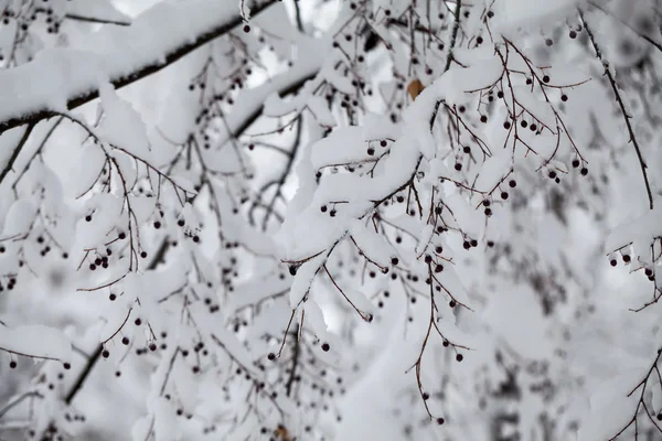 Paisagem nevando no parque. Detalhes sobre os ramos com bagas congeladas — Fotografia de Stock