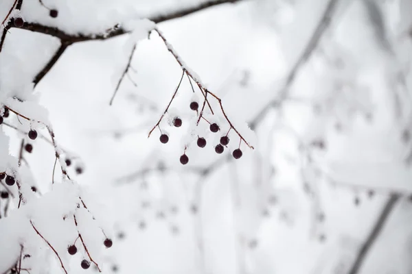 Paisagem nevando no parque. Detalhes sobre os ramos com bagas congeladas — Fotografia de Stock