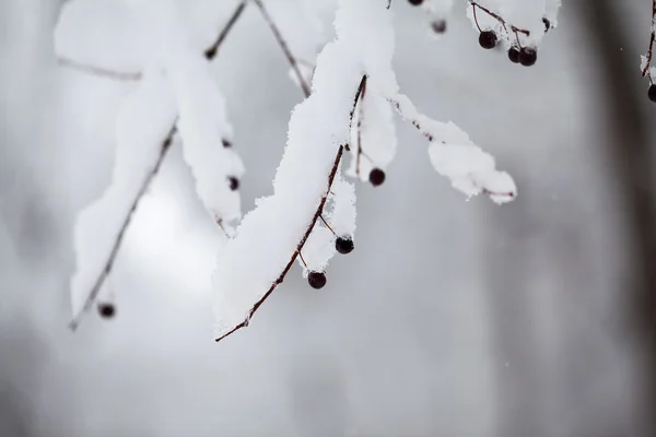 在公园里下雪。关于有冷冻浆果的树枝的详细信息 — 图库照片