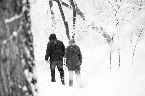 Paisagem nevando no parque — Fotografia de Stock