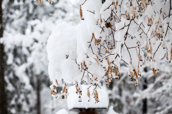 Neve nos ramos enquanto neva — Fotografia de Stock