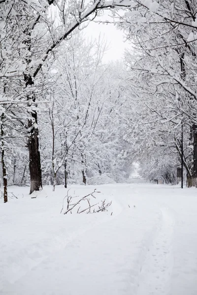 Nieva el paisaje en el parque — Foto de Stock