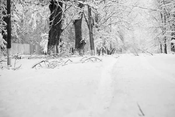 下雪在公园里的景观 — 图库照片