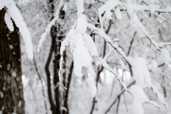 Peyzaj Park kar yağışı — Stok fotoğraf